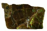 Iridescent Ammolite (Fossil Ammonite Shell) - Alberta, Canada #156793-1